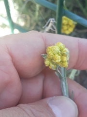 Helichrysum stoechas