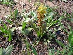 Lachenalia lutea