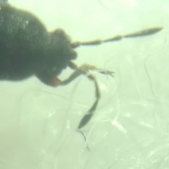 Dimorphopterus spinolae