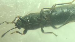 Dimorphopterus spinolae