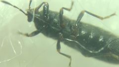 Dimorphopterus spinolae