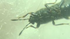 Dimorphopterus spinolae