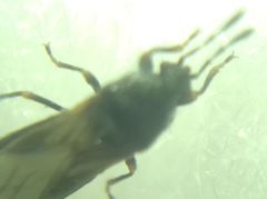 Dimorphopterus spinolae