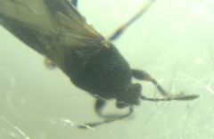 Dimorphopterus spinolae