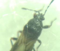 Dimorphopterus spinolae