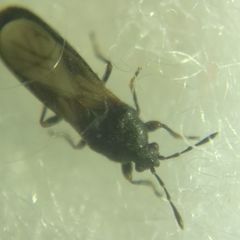 Dimorphopterus spinolae