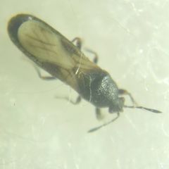 Dimorphopterus spinolae