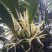 Maxillaria ochroleuca - Photo 由 Gabriel Bonfa 所上傳的 (c) Gabriel Bonfa，保留部份權利CC BY-NC