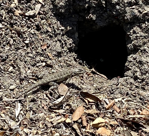 iNaturalist observation photo of Western Fence Lizard