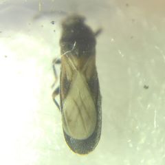 Dimorphopterus spinolae