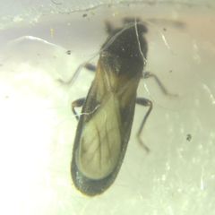 Dimorphopterus spinolae