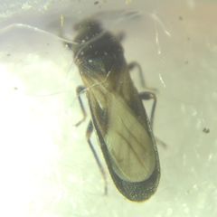 Dimorphopterus spinolae