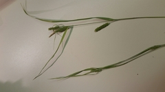 Carex granularis