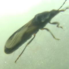 Dimorphopterus spinolae