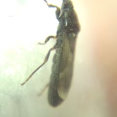 Dimorphopterus spinolae