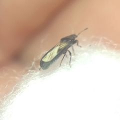 Dimorphopterus spinolae