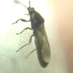 Dimorphopterus spinolae