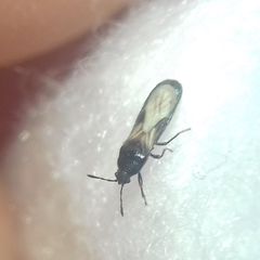 Dimorphopterus spinolae