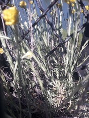 Helichrysum stoechas