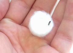 Dimorphopterus spinolae