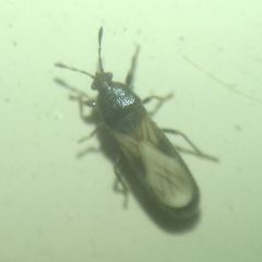 Dimorphopterus spinolae