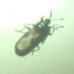 Dimorphopterus spinolae