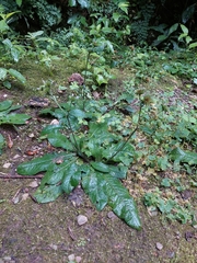 Elephantopus mollis