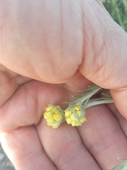 Helichrysum stoechas