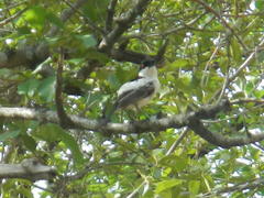 Dryoscopus cubla hamatus