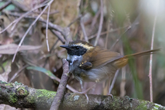 Myrmoderus loricatus