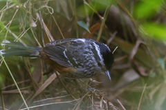 Drymophila ochropyga