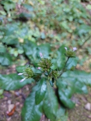 Elephantopus mollis