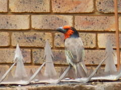 Lybius torquatus torquatus