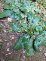 Elephantopus mollis
