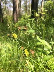 Carex lutea