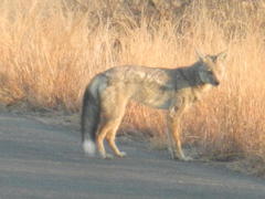 Lupulella adusta adusta