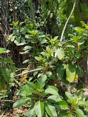 Angiospermae