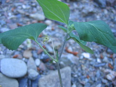 Viola lobata integrifolia