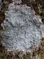 Mycetozoa