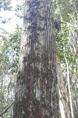 Pouteria gallifructa