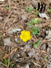 Ranunculus multifidus