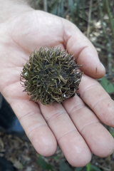 Pouteria gallifructa