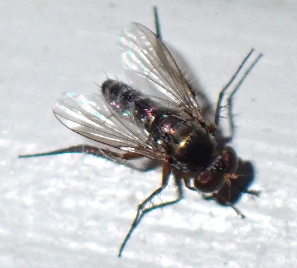 Keirosoma slossonae