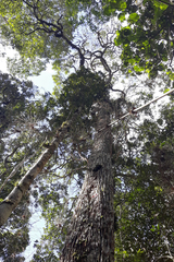 Pouteria gallifructa