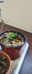 Haworthia cooperi