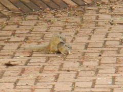 Paraxerus cepapi cepapi