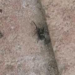 Titanoeca quadriguttata