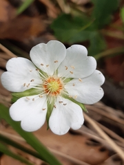Potentilla montana