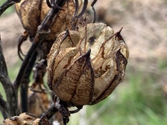Hibiscus lasiocarpos