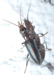 Oxycopis falli